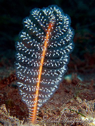 Sea Pen sticking from the sandy bottom at Puri Jati, Bali... by Marco Waagmeester 